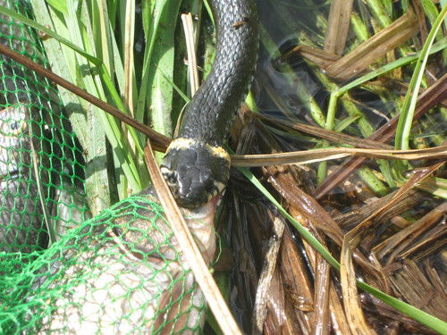 Светлана ******