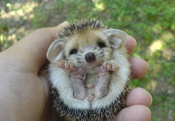 Анна Гельбрехт