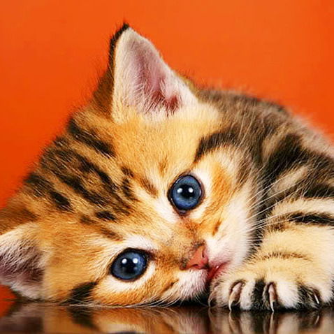 Елена Пацегон