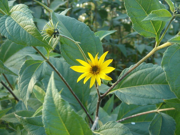 Валентина Федосова