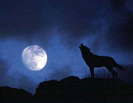 Котик Н@ркотик