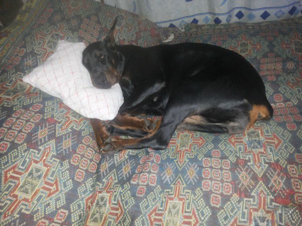 Ольга Доберман