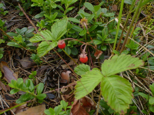 Татьяна Бахтина