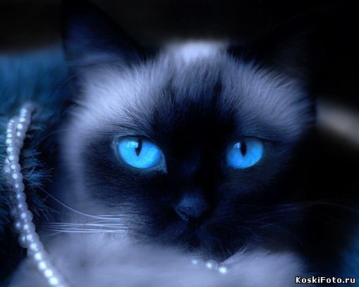 Елена Кириллова