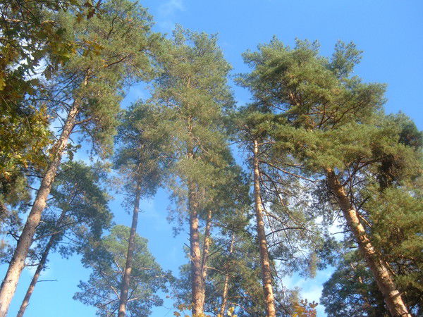 Александр Пожидаев