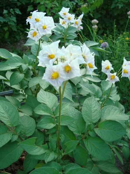 Ольга Комина