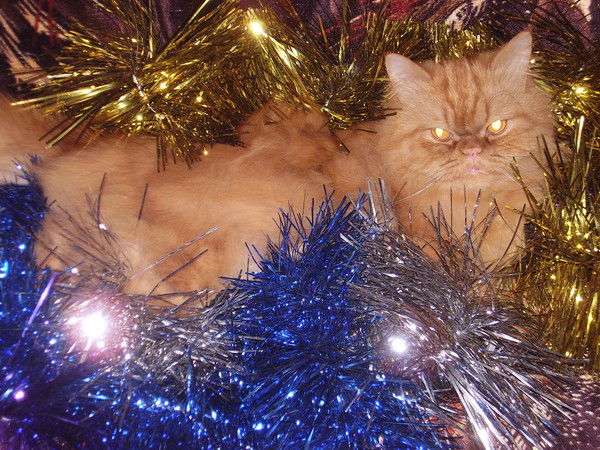 Татьяна Щербакова