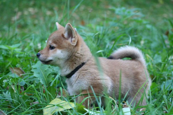 Ольга Кулик