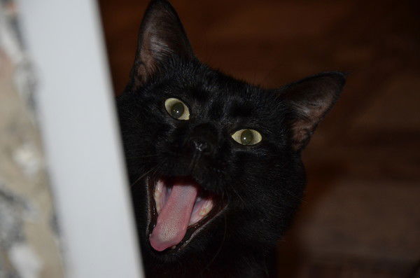 Ксения Алимова