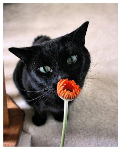 Анна Карпенко