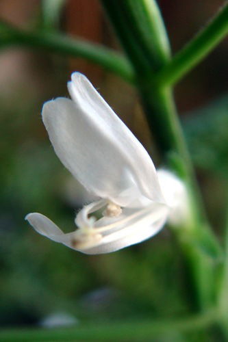 Ганеева(Котова) Екатерина