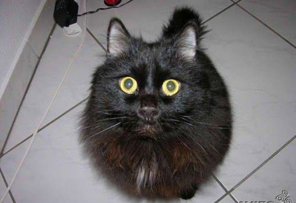 Мая Близнец