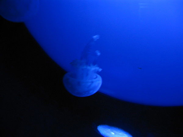 Татьяна Капустина