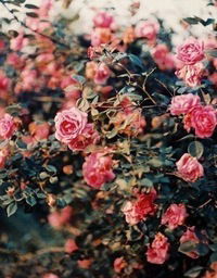 Екатерина Королёва