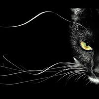 Елена Кондрук