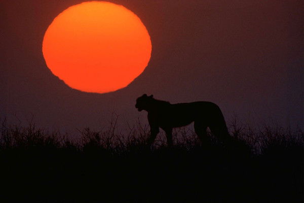 ` Алёна Афанасьева