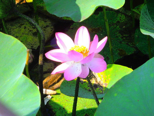 Елена Афонина