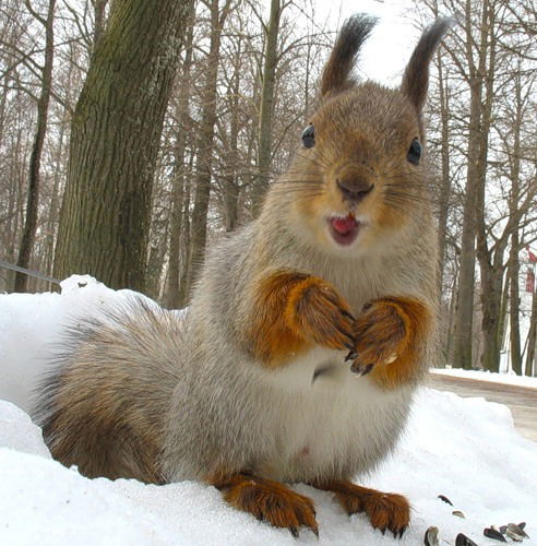 Наталья Петрова