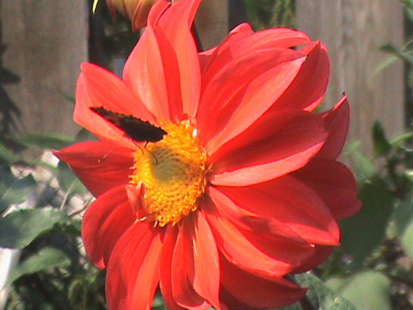 Неизвестно Неизвестно