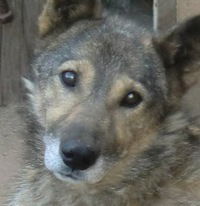 Никита Дармаев