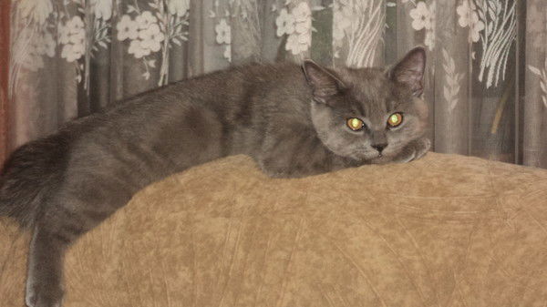 Елена Чернышук