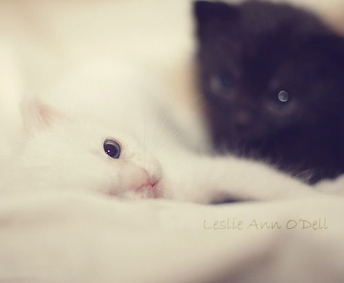 Voland_969 Voland_969