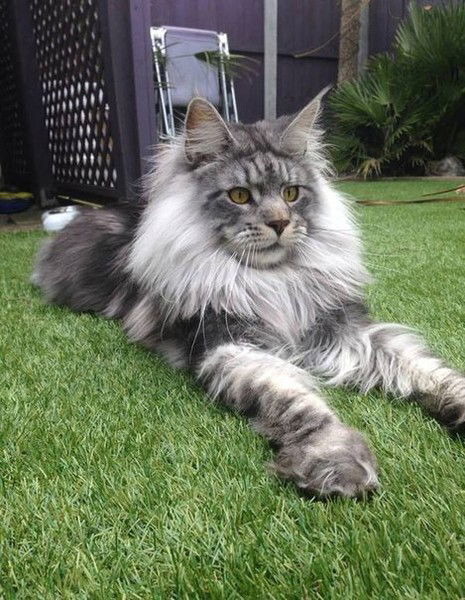 Татьяна Мусселис