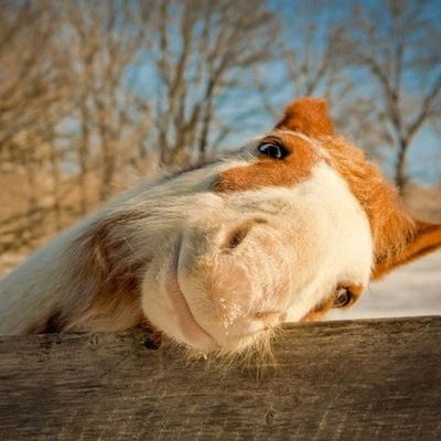 Светлана Никонова