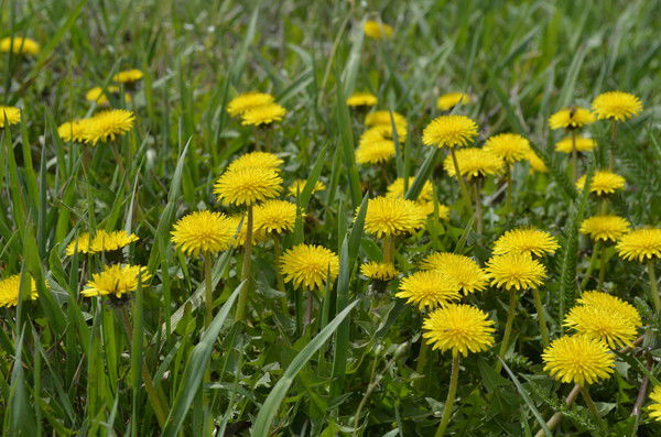 Наталья Черных