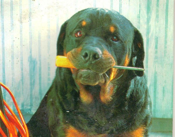 Таскира Бажукова