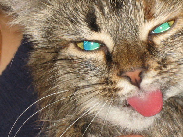 Ирина Котенко