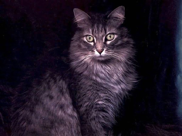 Алина Котова