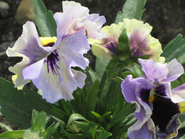 Татьяна Ной