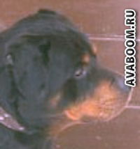 Виктор Хамидов