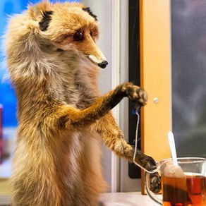 Настя Цыплакова