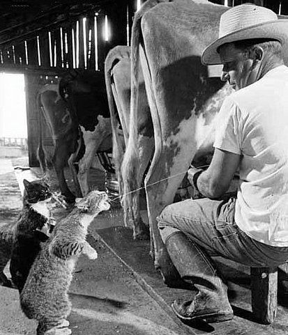 Работники Отдела Отдел Животноводства