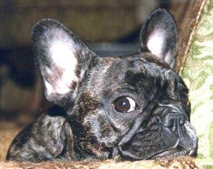 Олег Колосенко