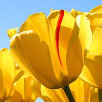 Олеся Малышева