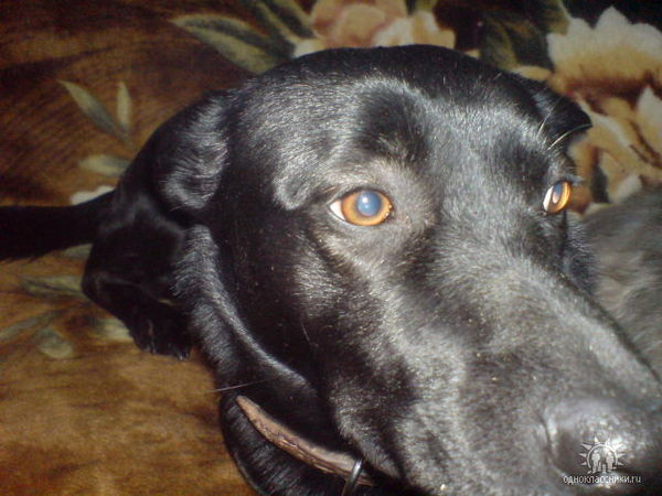 Иван Добродей