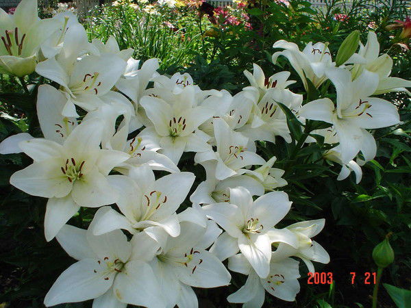 Ольга Угрюмова