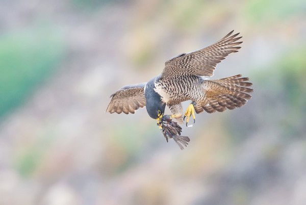 Вадим Семенов