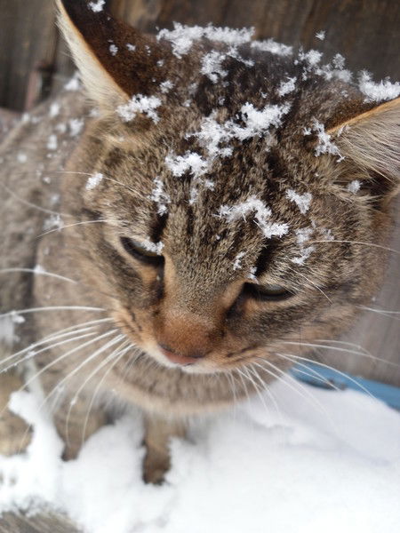 Анна Мясникова