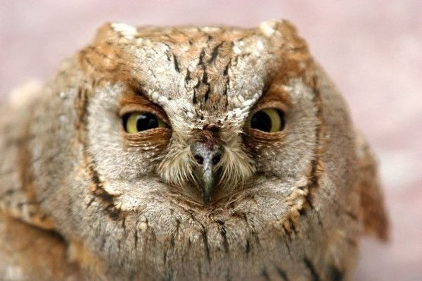 Маргарита Булгакова