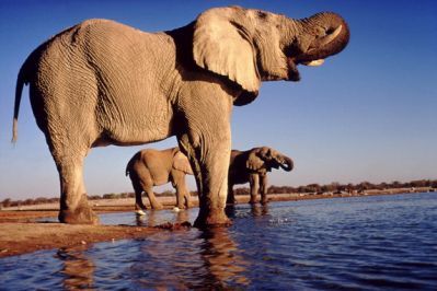 Илья Привезенцев