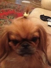 Кристина Гостева