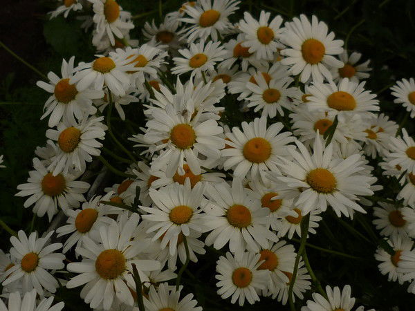 Валентина Федорова