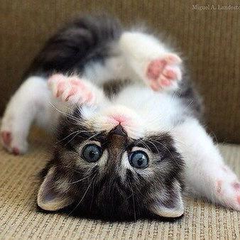 Север Непомнящий