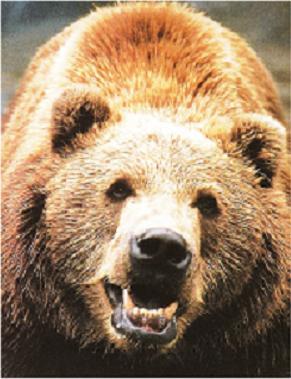 Эдуард Савчук