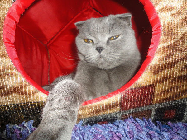 Наташа Акимова