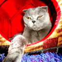 Наташа Акимова